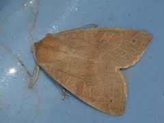Xanthia ocellaris