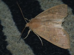 Xanthia ocellaris