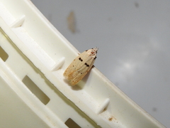 Stibaromacha ratella