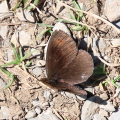 Erebia pronoe