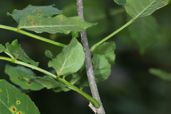 Fraxinus pennsylvanica subintegerrima