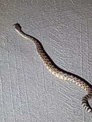 Crotalus oreganus helleri