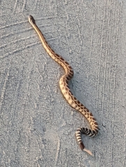 Crotalus oreganus helleri