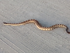 Crotalus oreganus helleri