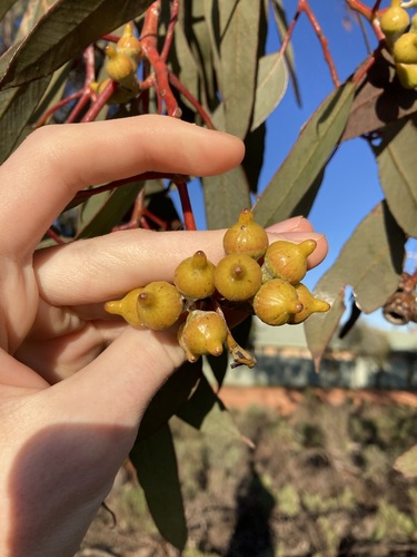 Image of Eucalyptus woodwardii by (c) Thomas Mesaglio, some rights reserved (CC BY)