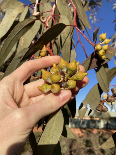 Image of Lemon-Flowered Gum (Eucalyptus woodwardii) by (c) Thomas Mesaglio, some rights reserved (CC BY)