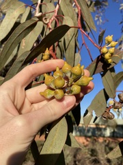 Eucalyptus woodwardii