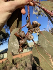 Eucalyptus woodwardii