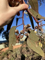 Eucalyptus woodwardii