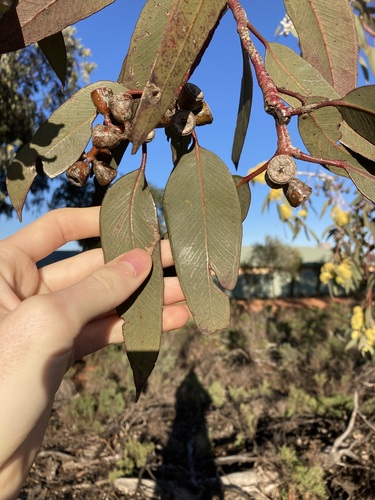 Image of Eucalyptus woodwardii by (c) Thomas Mesaglio, some rights reserved (CC BY)