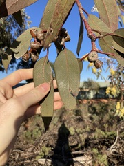 Eucalyptus woodwardii