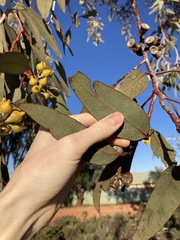 Eucalyptus woodwardii