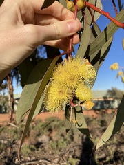 Eucalyptus woodwardii