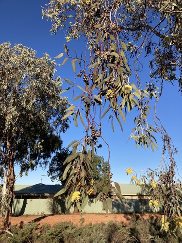 Image of Lemon-Flowered Gum (Eucalyptus woodwardii) by (c) Thomas Mesaglio, some rights reserved (CC BY)