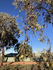 Eucalyptus woodwardii