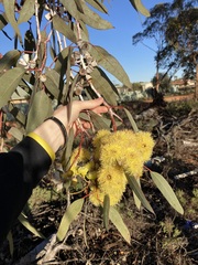 Eucalyptus woodwardii