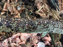 Hypoxylon fuscum