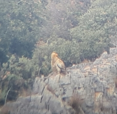 Neophron percnopterus