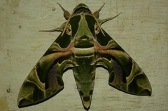 Daphnis nerii