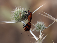 Graphosoma italicum