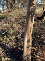 Eucalyptus woodwardii