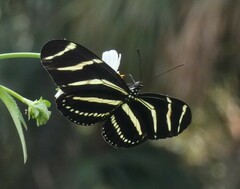 Heliconius charithonia