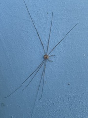 Dicranopalpus ramosus