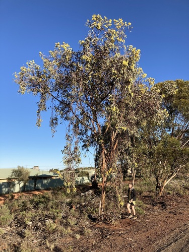 Image of Lemon-Flowered Gum (Eucalyptus woodwardii) by (c) Thomas Mesaglio, some rights reserved (CC BY)