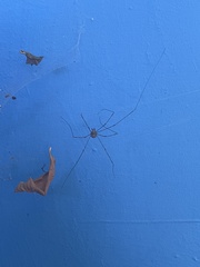 Dicranopalpus ramosus