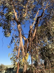Eucalyptus woodwardii