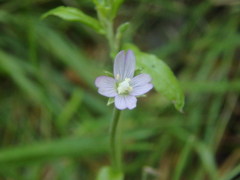 Epilobium obscurum