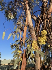 Eucalyptus woodwardii