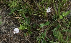 Tephrosia chrysophylla