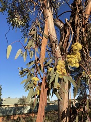 Eucalyptus woodwardii