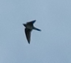 Hirundo tahitica