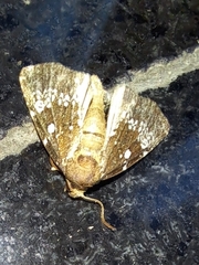 Dysmilichia gemella