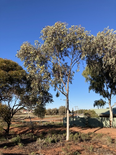 Image of Eucalyptus woodwardii by (c) Thomas Mesaglio, some rights reserved (CC BY)