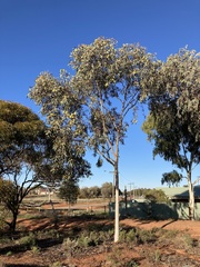 Eucalyptus woodwardii
