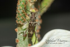 Xylotrechus smei