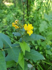 Lysimachia vulgaris