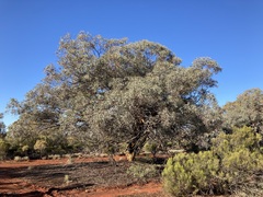 Eucalyptus campaspe