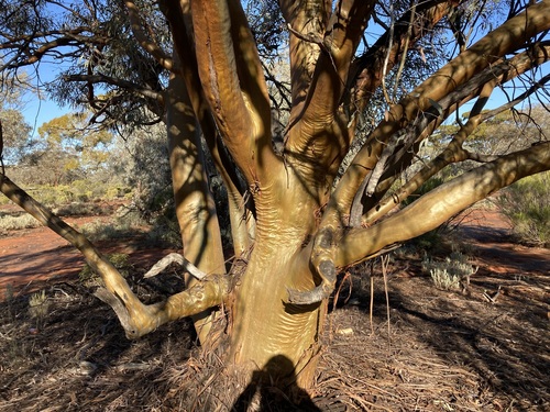 Eucalyptus campaspe, photograph 6
