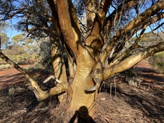 Eucalyptus campaspe