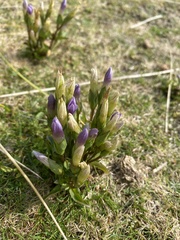 Gentianella