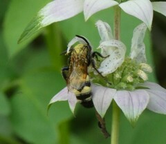 Pygodasis quadrimaculata