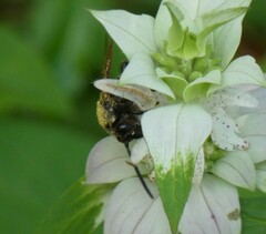 Pygodasis quadrimaculata