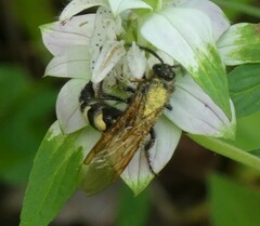 Pygodasis quadrimaculata