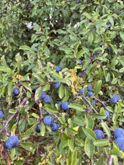 Prunus spinosa