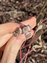 Eucalyptus campaspe