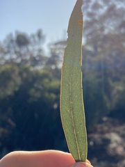 Eucalyptus campaspe